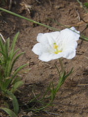 Nierembergia rigida