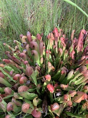 Sarracenia minor