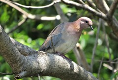 Streptopelia senegalensis senegalensis