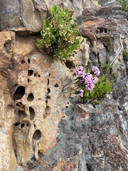 Sonderothamnus petraeus