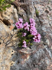 Sonderothamnus petraeus