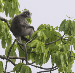 Trachypithecus obscurus