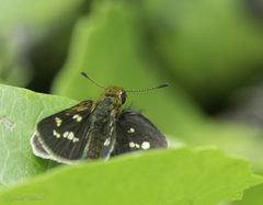 Taractrocera ardonia
