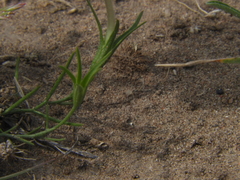 Nierembergia rigida