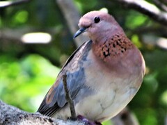 Streptopelia senegalensis senegalensis