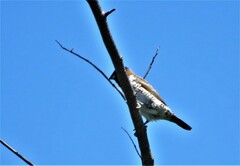 Spermestes cucullata scutata