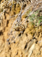 Helichrysum stoechas