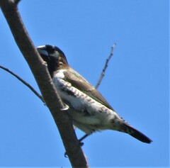 Spermestes cucullata scutata