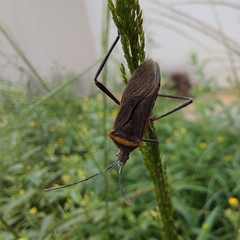 Phthiacnemia picta