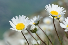 Leucanthemum burnatii