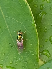 Sarginae