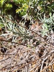 Helichrysum stoechas