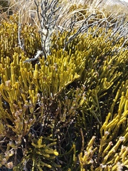 Veronica lycopodioides