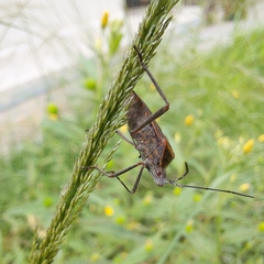 Phthiacnemia picta