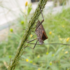 Phthiacnemia picta