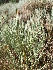 Cytisus oromediterraneus
