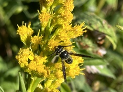 Eumenes