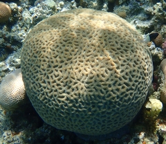 Goniastrea thecata
