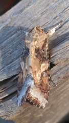 Spodoptera latifascia