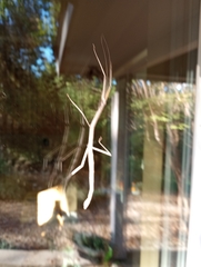 Megaphasma denticrus