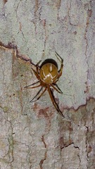 Nihonhimea tesselata