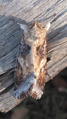 Spodoptera latifascia