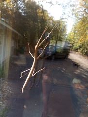 Megaphasma denticrus