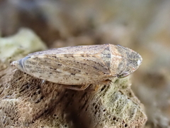 Aphrodes