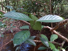 Psychotria cupularis