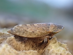 Aphrodes