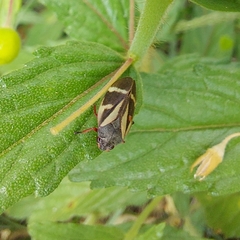 Deois flavopicta