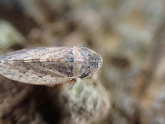 Aphrodes