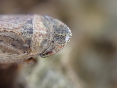 Aphrodes