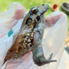 Leptodactylus pentadactylus