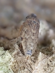 Aphrodes