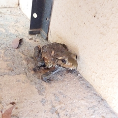 Leptodactylus pentadactylus