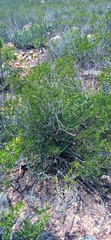 Pteronia paniculata