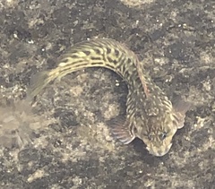 Parablennius parvicornis