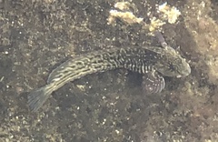 Parablennius parvicornis