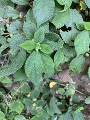 Boehmeria pilosiuscula