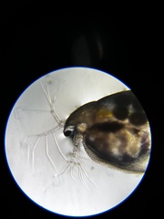 Daphniidae