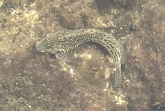 Parablennius parvicornis