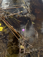 Utricularia purpurea