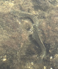 Parablennius parvicornis