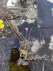 Utricularia purpurea
