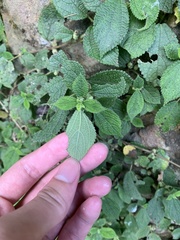 Boehmeria pilosiuscula