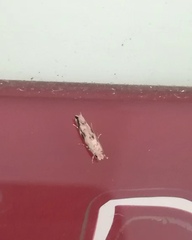 Erechthias zebrina