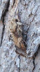 Spodoptera latifascia