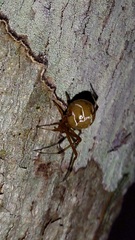 Nihonhimea tesselata