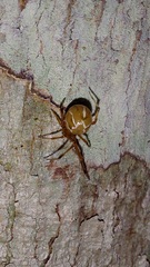 Nihonhimea tesselata